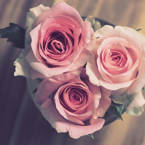 Anniversary Rose Hamper